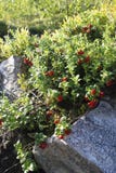 Τα βακκίνια μεταξύ των βράχων βουνών, άγρια μούρα, κόκκινα φρούτα, βιταμίνες, οφέλη για την απώλεια βάρους στοκ εικόνες με δικαίωμα ελεύθερης χρήσης Τα βακκίνια μεταξύ των βράχων βουνών, άγρια μούρα, κόκκινα φρούτα, βιταμίνες, οφέλη για την απώλεια βάρους στοκ εικόνες με δικαίωμα ελεύθερης χρήσης