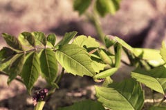 Τα θηλυκά mantis κλείνουν επάνω σε ένα υπόβαθρο των πράσινων φύλλων του θάμνου στοκ εικόνα με δικαίωμα ελεύθερης χρήσης Τα θηλυκά mantis κλείνουν επάνω σε ένα υπόβαθρο των πράσινων φύλλων του θάμνου στοκ εικόνα με δικαίωμα ελεύθερης χρήσης