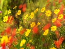 Τα κίτρινα floers μαργαριτών Coreopsis με τα θολωμένα κόκκινα λουλούδια κατά μήκος μιας παγόδας παγκόσμιας ειρήνης καλλιεργούν στοκ φωτογραφία με δικαίωμα ελεύθερης χρήσης Τα κίτρινα floers μαργαριτών Coreopsis με τα θολωμένα κόκκινα λουλούδια κατά μήκος μιας παγόδας παγκόσμιας ειρήνης καλλιεργούν στοκ φωτογραφία με δικαίωμα ελεύθερης χρήσης