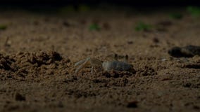 Τα καβούρια περιμένουν τα νέα hatchlings χελωνών hawksbill να έρθουν σε τους Βρετανός στοκ φωτογραφίες Τα καβούρια περιμένουν τα νέα hatchlings χελωνών hawksbill να έρθουν σε τους Βρετανός στοκ φωτογραφίες