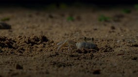 Τα καβούρια περιμένουν τα νέα hatchlings χελωνών hawksbill να έρθουν σε τους Βρετανός στοκ φωτογραφίες με δικαίωμα ελεύθερης χρήσης Τα καβούρια περιμένουν τα νέα hatchlings χελωνών hawksbill να έρθουν σε τους Βρετανός στοκ φωτογραφίες με δικαίωμα ελεύθερης χρήσης