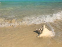 Τα κύματα πλένουν επάνω σε ένα κοχύλι conch σε μια παραλία στους Τούρκους και τα Caicos στοκ φωτογραφία με δικαίωμα ελεύθερης χρήσης Τα κύματα πλένουν επάνω σε ένα κοχύλι conch σε μια παραλία στους Τούρκους και τα Caicos στοκ φωτογραφία με δικαίωμα ελεύθερης χρήσης