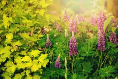 Τα λουλούδια Lupine που ανθίζουν στο θερινό κήπο με το κίτρινο ninebark φυτεύουν ` Aurea ` με θάμνους Στοκ Εικόνες Τα λουλούδια Lupine που ανθίζουν στο θερινό κήπο με το κίτρινο ninebark φυτεύουν ` Aurea ` με θάμνους Στοκ Εικόνες
