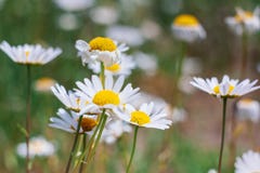 Τα λουλούδια της Daisy κλείνουν επάνω σε ένα υπόβαθρο του πράσινου τομέα άνοιξη στοκ εικόνες Τα λουλούδια της Daisy κλείνουν επάνω σε ένα υπόβαθρο του πράσινου τομέα άνοιξη στοκ εικόνες