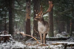 Τα μεγάλα ενήλικα ευγενή κόκκινα ελάφια με τις μεγάλες στάσεις κέρατων μεταξύ των χιονισμένων πεύκων και εξετάζουν σας Ευρωπαϊκό στοκ εικόνα Τα μεγάλα ενήλικα ευγενή κόκκινα ελάφια με τις μεγάλες στάσεις κέρατων μεταξύ των χιονισμένων πεύκων και εξετάζουν σας Ευρωπαϊκό στοκ εικόνα