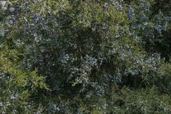 Τα μούρα ιουνιπέρων καλύπτονται πυκνά με τους πράσινους κλάδους στις ακτίνες του θερμού ήλιου άνοιξη στοκ εικόνες με δικαίωμα ελεύθερης χρήσης Τα μούρα ιουνιπέρων καλύπτονται πυκνά με τους πράσινους κλάδους στις ακτίνες του θερμού ήλιου άνοιξη στοκ εικόνες με δικαίωμα ελεύθερης χρήσης
