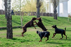 Τα νέα dobermans παίζουν στο πάρκο στο χορτοτάπητα στοκ εικόνες με δικαίωμα ελεύθερης χρήσης Τα νέα dobermans παίζουν στο πάρκο στο χορτοτάπητα στοκ εικόνες με δικαίωμα ελεύθερης χρήσης