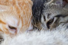 Τα νεογέννητα γατάκια πίνουν το γάλα από το στήθος της μητέρας στοκ εικόνα Τα νεογέννητα γατάκια πίνουν το γάλα από το στήθος της μητέρας στοκ εικόνα