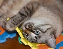 Τα παιχνίδια γατών της Pet με τα παιχνίδια παιδιών, βλάπτουν την κουβέρτα μωρών, δαγκώματα, δάκρυα στο χώρο για παιχνίδη στοκ εικόνα με δικαίωμα ελεύθερης χρήσης Τα παιχνίδια γατών της Pet με τα παιχνίδια παιδιών, βλάπτουν την κουβέρτα μωρών, δαγκώματα, δάκρυα στο χώρο για παιχνίδη στοκ εικόνα με δικαίωμα ελεύθερης χρήσης