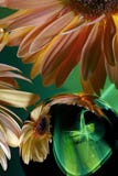 Τα πορτοκαλιά λουλούδια Gerbera απεικονίζονται στην επιφάνεια καθρεφτών της σφαίρας στοκ φωτογραφίες με δικαίωμα ελεύθερης χρήσης Τα πορτοκαλιά λουλούδια Gerbera απεικονίζονται στην επιφάνεια καθρεφτών της σφαίρας στοκ φωτογραφίες με δικαίωμα ελεύθερης χρήσης