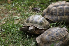 Τα ρωσικά (horsfieldii Agrionemys), επίσης γνωστός ως κεντρικός Ασιάτης στοκ φωτογραφία με δικαίωμα ελεύθερης χρήσης Τα ρωσικά (horsfieldii Agrionemys), επίσης γνωστός ως κεντρικός Ασιάτης στοκ φωτογραφία με δικαίωμα ελεύθερης χρήσης