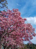 Τα ρόδινα λουλούδια δέντρων ανθών Magnolia, κλείνουν επάνω τον κλάδο στοκ φωτογραφία με δικαίωμα ελεύθερης χρήσης Τα ρόδινα λουλούδια δέντρων ανθών Magnolia, κλείνουν επάνω τον κλάδο στοκ φωτογραφία με δικαίωμα ελεύθερης χρήσης