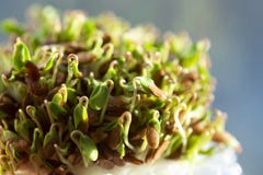 Τα σπορόφυτα των flaxseeds στοκ εικόνες Τα σπορόφυτα των flaxseeds στοκ εικόνες