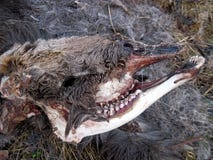 Τα υπολείμματα μιας άλκης που σκοτώνεται και που τρώεται από τους λύκους στοκ εικόνα Τα υπολείμματα μιας άλκης που σκοτώνεται και που τρώεται από τους λύκους στοκ εικόνα