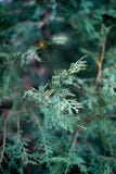 Τα φύλλα thuja κατά την άποψη κινηματογραφήσεων σε πρώτο πλάνο Πρόσφατη πτώση, πρώτο χιόνι Καλά σύσταση και σχέδιο Σκούρο πράσινο στοκ εικόνα με δικαίωμα ελεύθερης χρήσης Τα φύλλα thuja κατά την άποψη κινηματογραφήσεων σε πρώτο πλάνο Πρόσφατη πτώση, πρώτο χιόνι Καλά σύσταση και σχέδιο Σκούρο πράσινο στοκ εικόνα με δικαίωμα ελεύθερης χρήσης