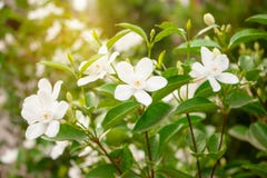 Τα όμορφα άσπρα πέταλα Snowflake είναι ανθίζοντας στα πράσινα φύλλα κάτω από το πορτοκαλί πρωί φωτός του ήλιου στοκ φωτογραφίες με δικαίωμα ελεύθερης χρήσης Τα όμορφα άσπρα πέταλα Snowflake είναι ανθίζοντας στα πράσινα φύλλα κάτω από το πορτοκαλί πρωί φωτός του ήλιου στοκ φωτογραφίες με δικαίωμα ελεύθερης χρήσης