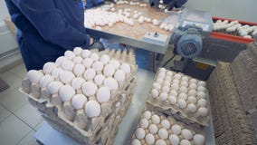 Τεθειμένα εργαζόμενοι αυγά στα κουτιά από χαρτόνι κοντά σε έναν μεταφορέα μετάλλων σε ένα αγρόκτημα 4K απόθεμα βίντεο Τεθειμένα εργαζόμενοι αυγά στα κουτιά από χαρτόνι κοντά σε έναν μεταφορέα μετάλλων σε ένα αγρόκτημα 4K απόθεμα βίντεο