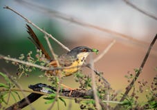 Τεφρώδης κατανάλωση εντόμων πουλιών prinia μικρή στοκ εικόνες με δικαίωμα ελεύθερης χρήσης Τεφρώδης κατανάλωση εντόμων πουλιών prinia μικρή στοκ εικόνες με δικαίωμα ελεύθερης χρήσης
