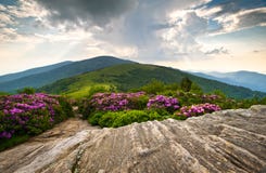 της όξινης απορροής rhododendron άνθι&s στοκ φωτογραφία της όξινης απορροής rhododendron άνθι&s στοκ φωτογραφία