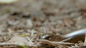 Το Anguis fragilis, ή το αργό σκουλήκι, είναι μια χωρίς άκρα σαύρα Κλείστε αυξημένος απόθεμα βίντεο Το Anguis fragilis, ή το αργό σκουλήκι, είναι μια χωρίς άκρα σαύρα Κλείστε αυξημένος απόθεμα βίντεο