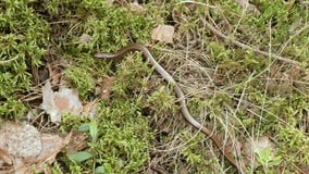 Το Anguis fragilis, ή το αργό σκουλήκι, είναι μια χωρίς άκρα σαύρα Κλείστε αυξημένος απόθεμα βίντεο Το Anguis fragilis, ή το αργό σκουλήκι, είναι μια χωρίς άκρα σαύρα Κλείστε αυξημένος απόθεμα βίντεο