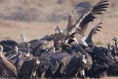 Το bengalensis Gyps, λευκό οι γύπες που τρώνε το σφάγιο, Lumbini, Νεπάλ στοκ εικόνα Το bengalensis Gyps, λευκό οι γύπες που τρώνε το σφάγιο, Lumbini, Νεπάλ στοκ εικόνα