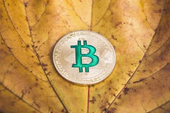Το Bitcoin βρίσκεται στο κιτρινισμένο ξηρό φύλλωμα φθινοπώρου, η έννοια του reduc στοκ φωτογραφίες με δικαίωμα ελεύθερης χρήσης Το Bitcoin βρίσκεται στο κιτρινισμένο ξηρό φύλλωμα φθινοπώρου, η έννοια του reduc στοκ φωτογραφίες με δικαίωμα ελεύθερης χρήσης