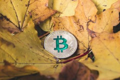Το Bitcoin βρίσκεται στο κιτρινισμένο ξηρό φύλλωμα φθινοπώρου, η έννοια του reduc στοκ φωτογραφίες Το Bitcoin βρίσκεται στο κιτρινισμένο ξηρό φύλλωμα φθινοπώρου, η έννοια του reduc στοκ φωτογραφίες
