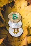 Το Bitcoins βρίσκεται στο κιτρινισμένο ξηρό φύλλωμα φθινοπώρου, η έννοια του redu στοκ φωτογραφίες Το Bitcoins βρίσκεται στο κιτρινισμένο ξηρό φύλλωμα φθινοπώρου, η έννοια του redu στοκ φωτογραφίες