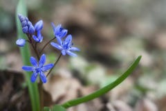 Το Bluebells είναι ανθίζοντας στοκ εικόνες με δικαίωμα ελεύθερης χρήσης Το Bluebells είναι ανθίζοντας στοκ εικόνες με δικαίωμα ελεύθερης χρήσης