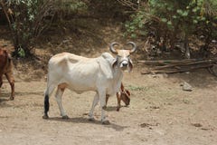 Το Bull ακριβώς που περιμένει τον κύριό του κλήση του s στοκ εικόνα με δικαίωμα ελεύθερης χρήσης Το Bull ακριβώς που περιμένει τον κύριό του κλήση του s στοκ εικόνα με δικαίωμα ελεύθερης χρήσης