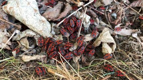 Το Firebug, apterus Pyrrhocoris, είναι ένα έντομο της οικογένειας Pyrrhocoridae φιλμ μικρού μήκους Το Firebug, apterus Pyrrhocoris, είναι ένα έντομο της οικογένειας Pyrrhocoridae φιλμ μικρού μήκους