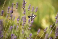 Το galathea Melanargia πεταλούδων σε ένα lavender λουλούδι συλλέγει το νέκταρ μια ηλιόλουστη θερινή ημέρα στοκ εικόνες με δικαίωμα ελεύθερης χρήσης Το galathea Melanargia πεταλούδων σε ένα lavender λουλούδι συλλέγει το νέκταρ μια ηλιόλουστη θερινή ημέρα στοκ εικόνες με δικαίωμα ελεύθερης χρήσης