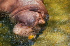 Το Hippo ή το potamus hippo ξαπλώνει και κλείνει το μάτι στο νερό κοιτάζει στοκ φωτογραφίες Το Hippo ή το potamus hippo ξαπλώνει και κλείνει το μάτι στο νερό κοιτάζει στοκ φωτογραφίες
