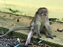 Το Macaque τρώει την εκμετάλλευση κάτι στα χέρια του και τρώει τα τρόφιμα καθμένος στο πάρκο στοκ φωτογραφίες Το Macaque τρώει την εκμετάλλευση κάτι στα χέρια του και τρώει τα τρόφιμα καθμένος στο πάρκο στοκ φωτογραφίες