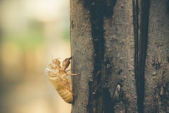 Το Moult Cicada συνδέει σε έναν μεγάλο φλοιό δέντρων στο δάσος Στοκ εικόνες με δικαίωμα ελεύθερης χρήσης Το Moult Cicada συνδέει σε έναν μεγάλο φλοιό δέντρων στο δάσος Στοκ εικόνες με δικαίωμα ελεύθερης χρήσης