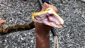 Το Python αρπάζει ένα δάγκωμα στοκ φωτογραφίες Το Python αρπάζει ένα δάγκωμα στοκ φωτογραφίες