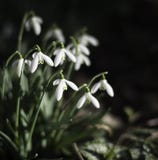 Το Snowdrop ανθίζει, nivalis Galanthus, με το ρηχό βάθος του διαστήματος τομέων και αντιγράφων στοκ φωτογραφία Το Snowdrop ανθίζει, nivalis Galanthus, με το ρηχό βάθος του διαστήματος τομέων και αντιγράφων στοκ φωτογραφία