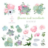 Το Succulents, protea, αυξήθηκε, anemone, echeveria, hydrangea, διακοσμητική μεγάλη διανυσματική συλλογή εγκαταστάσεων ελεύθερη απεικόνιση δικαιώματος Το Succulents, protea, αυξήθηκε, anemone, echeveria, hydrangea, διακοσμητική μεγάλη διανυσματική συλλογή εγκαταστάσεων ελεύθερη απεικόνιση δικαιώματος