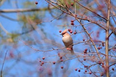 Το Waxwing στον κλάδο δέντρων της Apple Πρώιμο ελατήριο Σιβηρία στοκ εικόνες με δικαίωμα ελεύθερης χρήσης Το Waxwing στον κλάδο δέντρων της Apple Πρώιμο ελατήριο Σιβηρία στοκ εικόνες με δικαίωμα ελεύθερης χρήσης