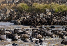 Το Wildebeests διασχίζει τον ποταμό της Mara μεγάλη μετανάστευση Κένυα Τανζανία Εθνικό πάρκο της Mara Masai στοκ εικόνες Το Wildebeests διασχίζει τον ποταμό της Mara μεγάλη μετανάστευση Κένυα Τανζανία Εθνικό πάρκο της Mara Masai στοκ εικόνες