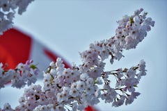 Το άνθος κερασιών ενάντια στη σημαία του Καναδά στοκ εικόνες με δικαίωμα ελεύθερης χρήσης Το άνθος κερασιών ενάντια στη σημαία του Καναδά στοκ εικόνες με δικαίωμα ελεύθερης χρήσης