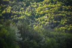 Το δάσος άνοιξη με όλους τους τόνους χρώματος της πράσινης, ειδικής ελαφριάς φωτογραφίας από την άγρια φύση, δέντρα, βγάζει φύλλα στοκ φωτογραφίες με δικαίωμα ελεύθερης χρήσης Το δάσος άνοιξη με όλους τους τόνους χρώματος της πράσινης, ειδικής ελαφριάς φωτογραφίας από την άγρια φύση, δέντρα, βγάζει φύλλα στοκ φωτογραφίες με δικαίωμα ελεύθερης χρήσης
