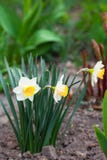 Το άσπρο daffodil με τον κίτρινο πυρήνα αυξάνεται στον κήπο στοκ εικόνες Το άσπρο daffodil με τον κίτρινο πυρήνα αυξάνεται στον κήπο στοκ εικόνες