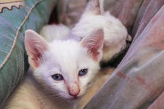 Το άσπρο γατάκι με τα μπλε μάτια και η ρόδινη μύτη κάθονται στο κάλυμμα και την τουαλέτα στοκ φωτογραφίες με δικαίωμα ελεύθερης χρήσης Το άσπρο γατάκι με τα μπλε μάτια και η ρόδινη μύτη κάθονται στο κάλυμμα και την τουαλέτα στοκ φωτογραφίες με δικαίωμα ελεύθερης χρήσης