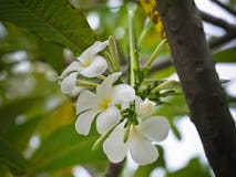Το άσπρο λουλούδι plumeria με τη στενή επάνω άποψη στοκ φωτογραφία Το άσπρο λουλούδι plumeria με τη στενή επάνω άποψη στοκ φωτογραφία
