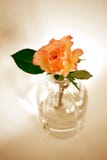 Το ένα αυξήθηκε σε ένα GlassVase στοκ εικόνες με δικαίωμα ελεύθερης χρήσης Το ένα αυξήθηκε σε ένα GlassVase στοκ εικόνες με δικαίωμα ελεύθερης χρήσης