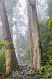 Το ίχνος Kumano Kodo, ένα ιερό ίχνος σε Nachi, Ιαπωνία στοκ εικόνα με δικαίωμα ελεύθερης χρήσης Το ίχνος Kumano Kodo, ένα ιερό ίχνος σε Nachi, Ιαπωνία στοκ εικόνα με δικαίωμα ελεύθερης χρήσης