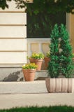 Το διακοσμητικό thuja αυξάνεται σε ένα δοχείο Λουλούδια για τη διακόσμηση της πόλης στοκ εικόνες Το διακοσμητικό thuja αυξάνεται σε ένα δοχείο Λουλούδια για τη διακόσμηση της πόλης στοκ εικόνες