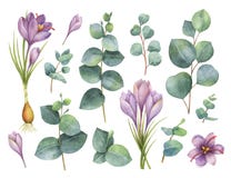 Το διανυσματικό χέρι Watercolor χρωμάτισε το σύνολο με τα φύλλα ευκαλύπτων και τα πορφυρά λουλούδια του σαφρανιού ελεύθερη απεικόνιση δικαιώματος Το διανυσματικό χέρι Watercolor χρωμάτισε το σύνολο με τα φύλλα ευκαλύπτων και τα πορφυρά λουλούδια του σαφρανιού ελεύθερη απεικόνιση δικαιώματος
